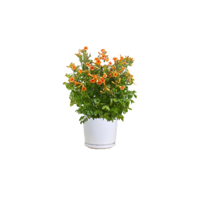 Orange Bells Plant